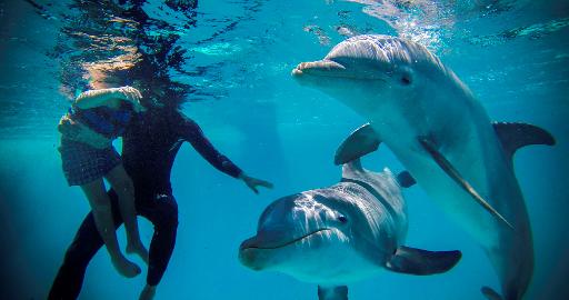 golfinhos-adestrados-pessoas-com-deficiencia